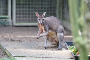 Cuteness of an Agile wallaby (Macropus agilis), they are feeding with groups
