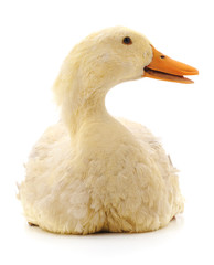 White large duck.