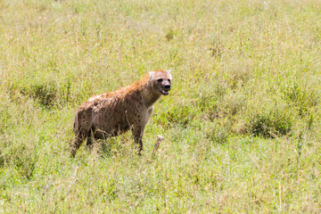 The spotted hyena (Crocuta crocuta), also known as the laughing hyena is a species of hyenas or hyaenas feliform carnivoran mammals of the family Hyaenidae in Serengeti ecosystem, Tanzania