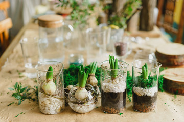 decorative vases with hyacinths on the table