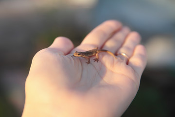 Newt on a hand.