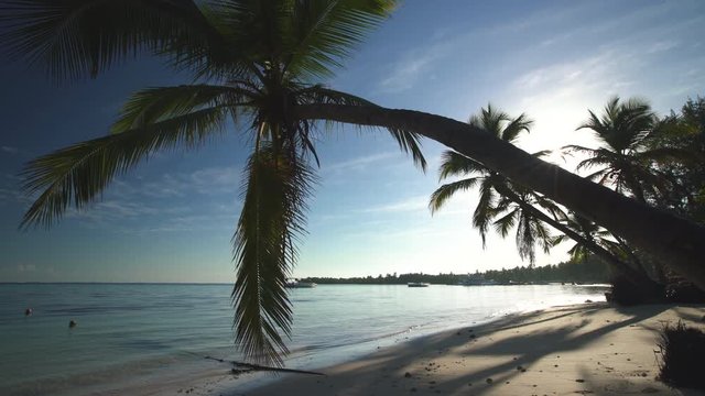 Palm tree on tropical island beach and beautiful Caribbean sea. Dominican Republic