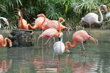 Pink big bird Greater Flamingo, Phoenicopterus ruber, in the water, Malaysia. Flamingo cleaning plumage. Wildlife animal scene from nature.