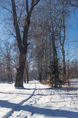 Winter sunny day in the forest