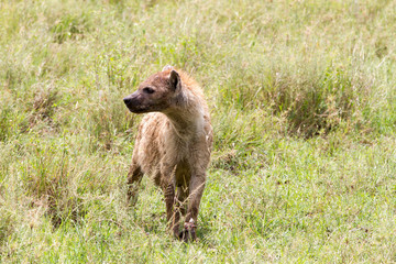 Fototapeta premium The spotted hyena (Crocuta crocuta), also known as the laughing hyena is a species of hyenas or hyaenas feliform carnivoran mammals of the family Hyaenidae in Serengeti ecosystem, Tanzania