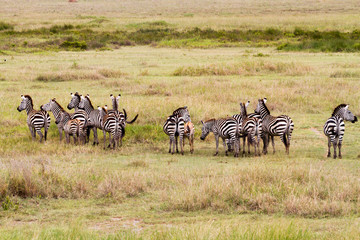 Zebra species of African equids (horse family) united by their distinctive black and white striped coats in different patterns, unique to each individual in Serengeti, Tanzania