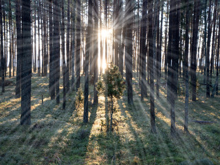 Old forest with moss covered trees and rays of sun - light rays effect