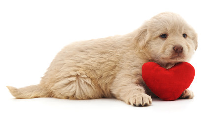 Puppy with heart.