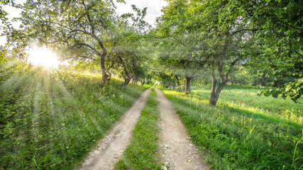 country road in forest. sun rays