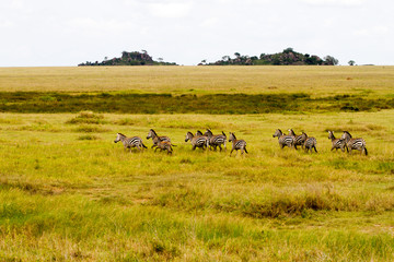 Zebra species of African equids (horse family) united by their distinctive black and white striped coats in different patterns, unique to each individual in Serengeti, Tanzania