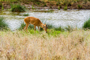 Serengeti National Park, Tanzanian national park in the Serengeti ecosystem in the Mara and Simiyu regions with impala (Aepyceros melampus) antelope camouflage in the field