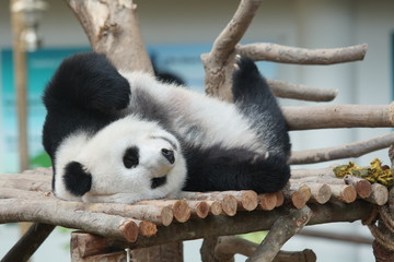 A cute panda take a nap on the woods