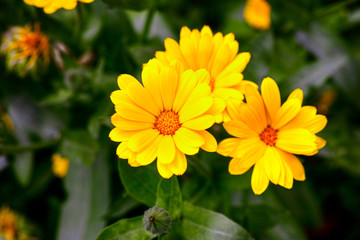 Calendula in nature