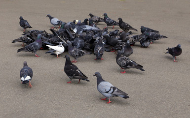 Flock of pigeons