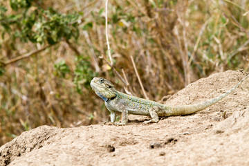The southern rock agama (Agama atra) in the family Agamidae,  in green, yellow and blue on a rock in Serengeti, Tanzania