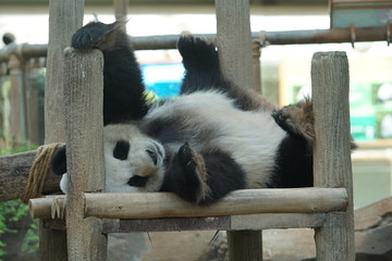 A cute panda take a nap on the woods