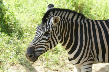 Fototapeta na wymiar The plains zebra (Equus quagga, formerly Equus burchellii), also known as the common zebra or Burchell's zebra in the sun-drenched morning savannah. Malaysia National park