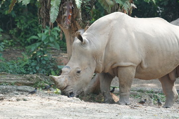 Naklejka premium A group of The white rhinoceros or square-lipped rhinoceros (Ceratotherium simum). They are the largest extant species of rhinoceros.