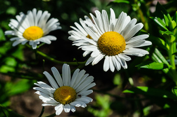 Obraz premium White chamomile (matricaria) blossoming on summer in park