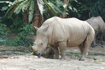 Fototapeta premium A group of The white rhinoceros or square-lipped rhinoceros (Ceratotherium simum). They are the largest extant species of rhinoceros.