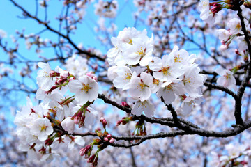 White cherry blossom