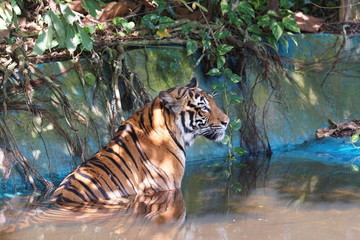A male Malayan tiger (Panthera tigris jacksoni) take a bath in pond water. The Malayan Tiger has...