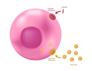 Insulin unlocks the cell's glucose channel vector