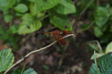 Close up macro dragonfly stays on branch or leafs.