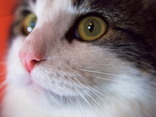 Portrait of a long haired cat focusing on its pink nose