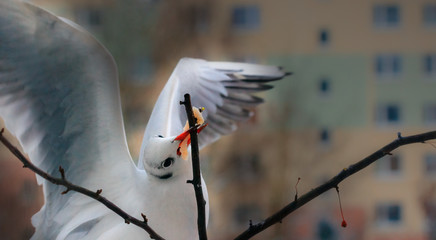 Rybitwa Biała © Wojciech Lisiński