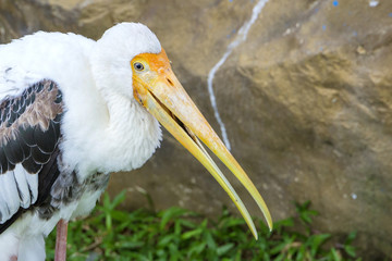 threatened species: close-up beautiful painted stork
