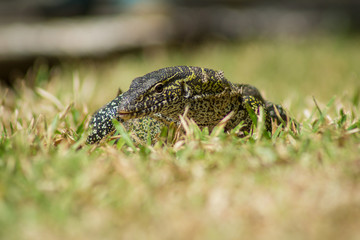 A wild Nile Monitor lizard in Gambia, Africa