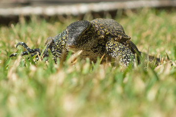 A wild Nile Monitor lizard in Gambia, Africa