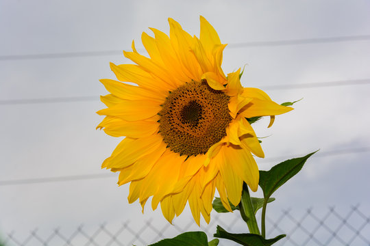 Sunflower (Helianthus annuus) against bright sky