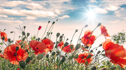 Summer happiness: meadow with red poppies :) - obrazy, fototapety, plakaty