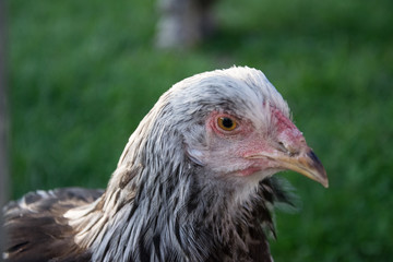 Huhn im Gras