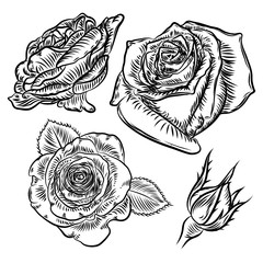 Obraz premium Flower rose set isolated on white background. Floral and buds with leaves collection. Vector.