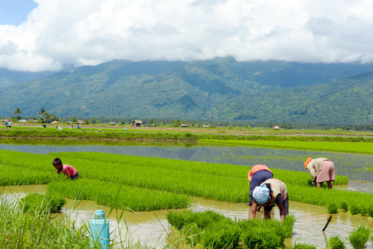 family manual labour in the Philippine rice fields