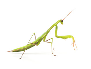 Large green mantis.
