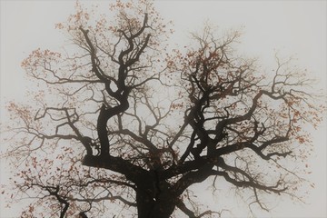 infernal oak