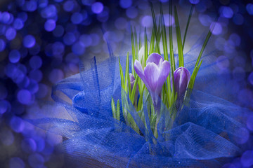 Spring flowers,purple crocuses on blue bokeh background,spring card