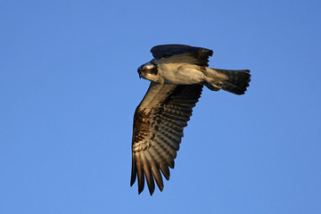 Osprey (Pandion haliaetus)