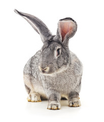 Grey big rabbit.