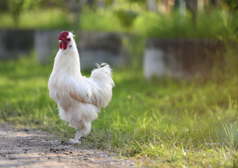 Black and white turkey chicken walking chilling in a green garden