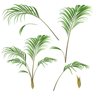 Palm decoration house plant and leves palm vintage vector illustration editable hand drawn 