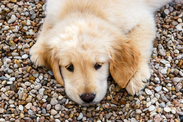 GoldenRetrieverPuppies2