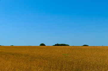 Field of ripe yellow wheat on summer