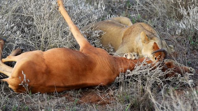 Female lion killing an antelope, bitting its neck after a long hunt.  Typically behavior of lions by hunting. 