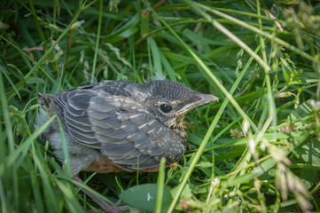 Young robin in grass
