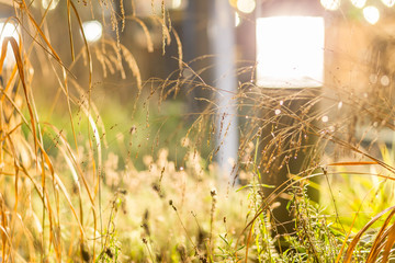 meadow with lamp